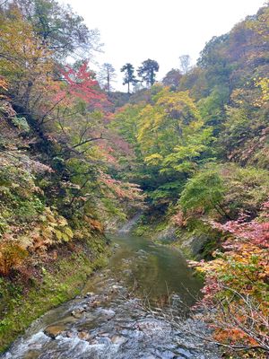 バードウォッチングの後は、宮城県一の紅葉の名所、鳴子峡に行ってきました。