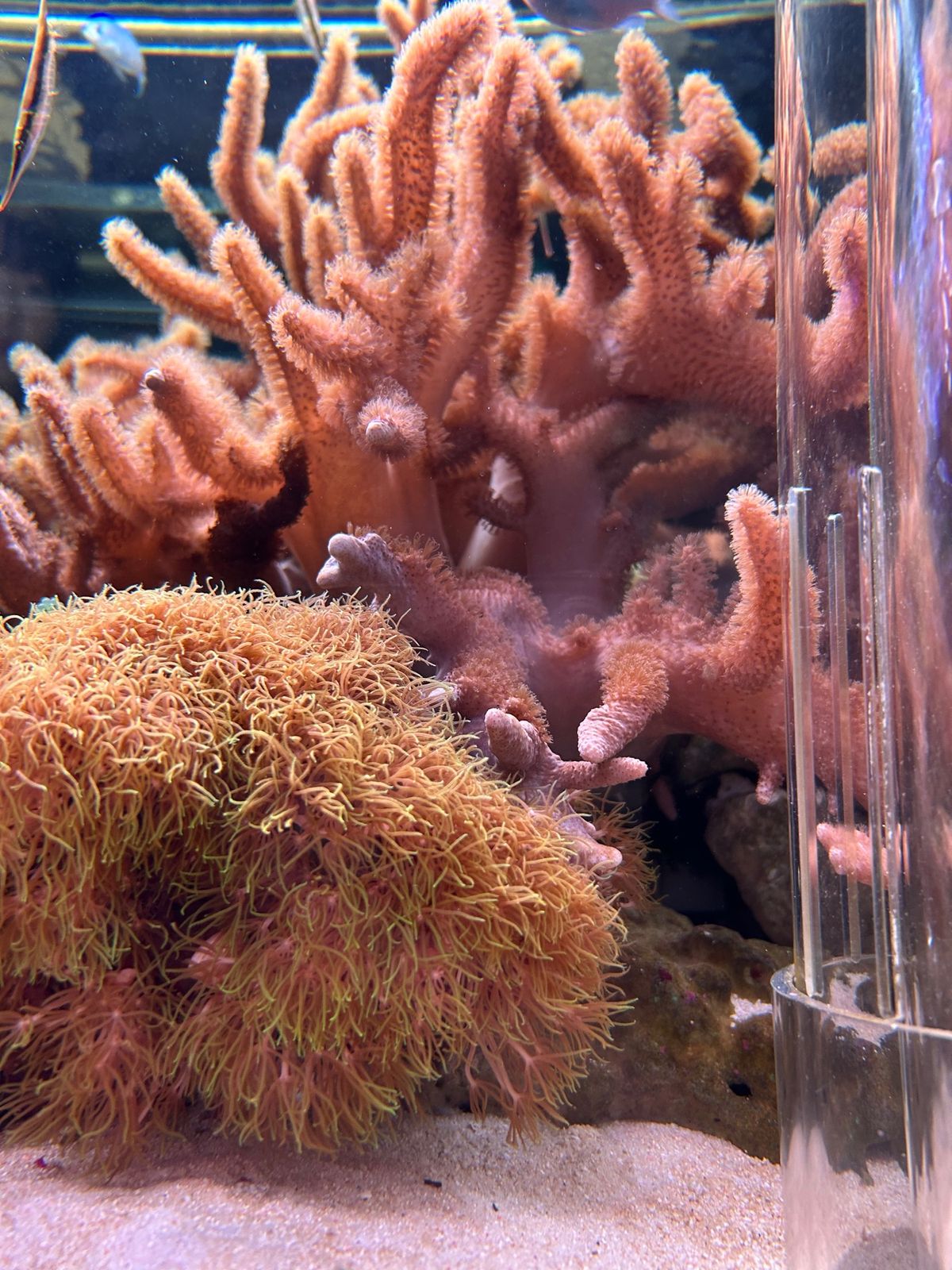 城崎マリンワールド🐬
大好きな水族館めぐり。
サンゴが綺麗だった🪸
安定の...
