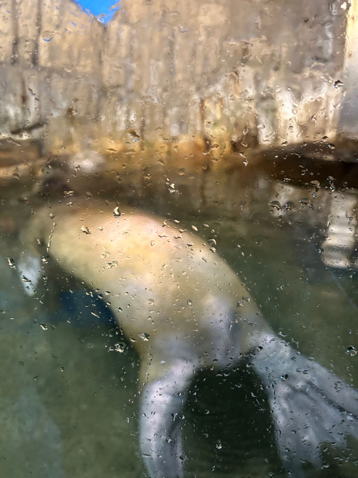 城崎マリンワールド🐬
大好きな水族館めぐり。
サンゴが綺麗だった🪸
安定の...