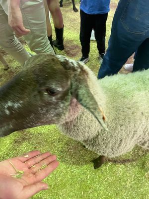 EKKA2 ショーバック巡りと動物たちとの触れ合い…何でそんなに食欲旺盛な...