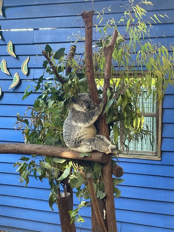 オーストラリア連邦「ブリスベンでの暮らし」の写真：Dream World!
足びよーんって...