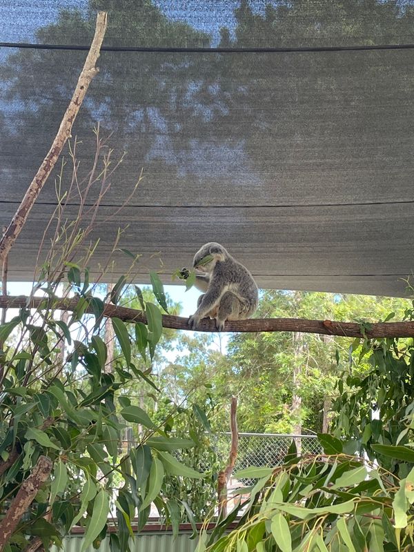 オーストラリア連邦「ブリスベンでの暮らし」の写真：パラダイスカントリー
ムービーワールド
ＵＱ