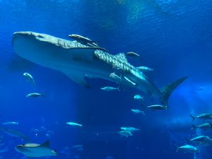 美ら海水族館