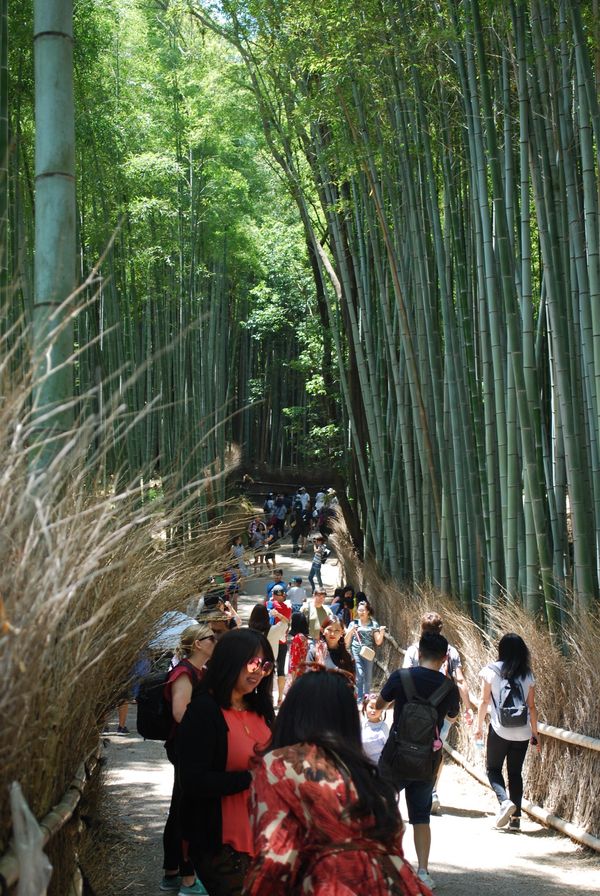 日本・京都府「宇治&嵐山旅」の写真：竹林の小径