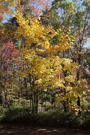 ランチの後は近くにある国立安曇野公園へ。紅葉が綺麗でした。