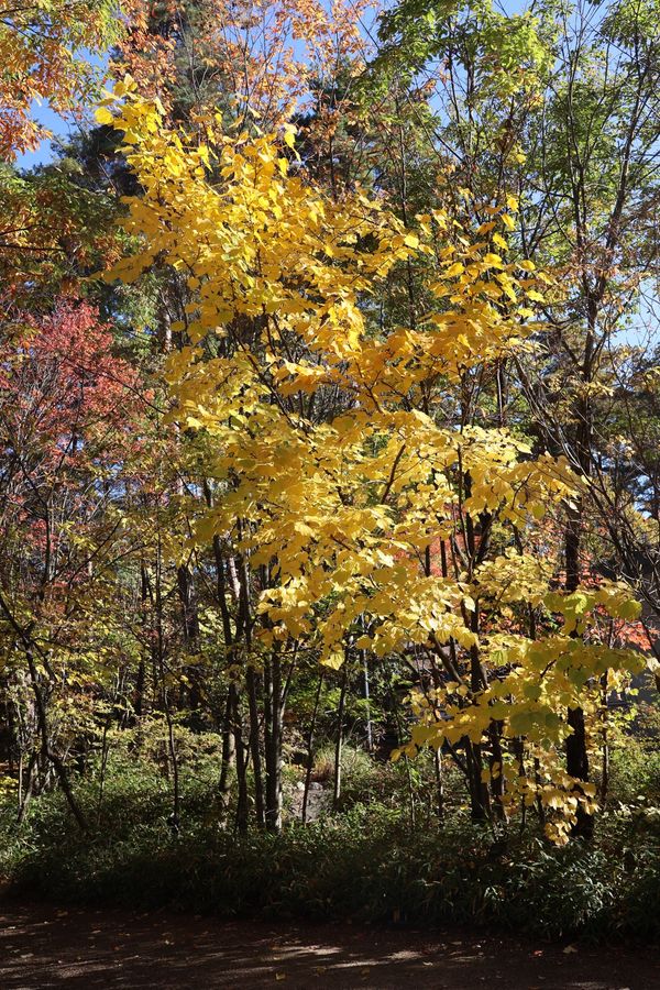 日本・長野県「2024年信州松本・安曇野家族旅行」の写真：ランチの後は近くにある国立安曇野公園へ。...