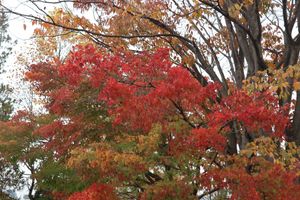 碌山美術館にも行ってきました。煉瓦造りの建物に紅葉が綺麗でした。休憩所には...