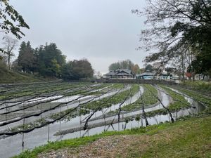 翌日は安曇野方面へ。大王わさび園に行ってきました。