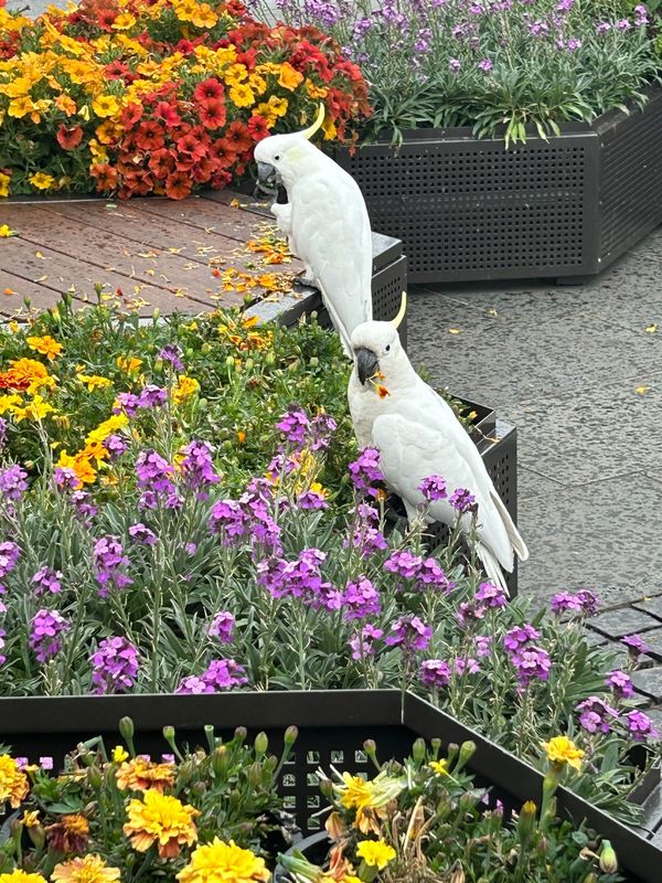 オーストラリア連邦・シドニー「シドニー」の写真