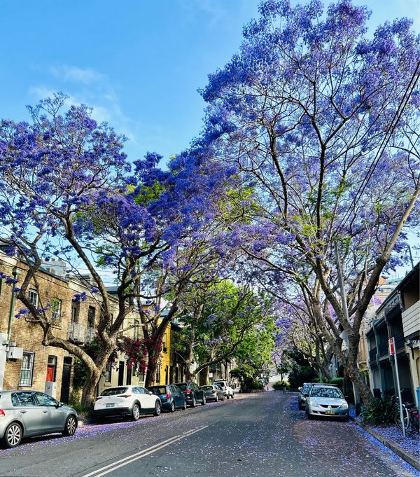 オーストラリア連邦・シドニー「シドニー」の写真