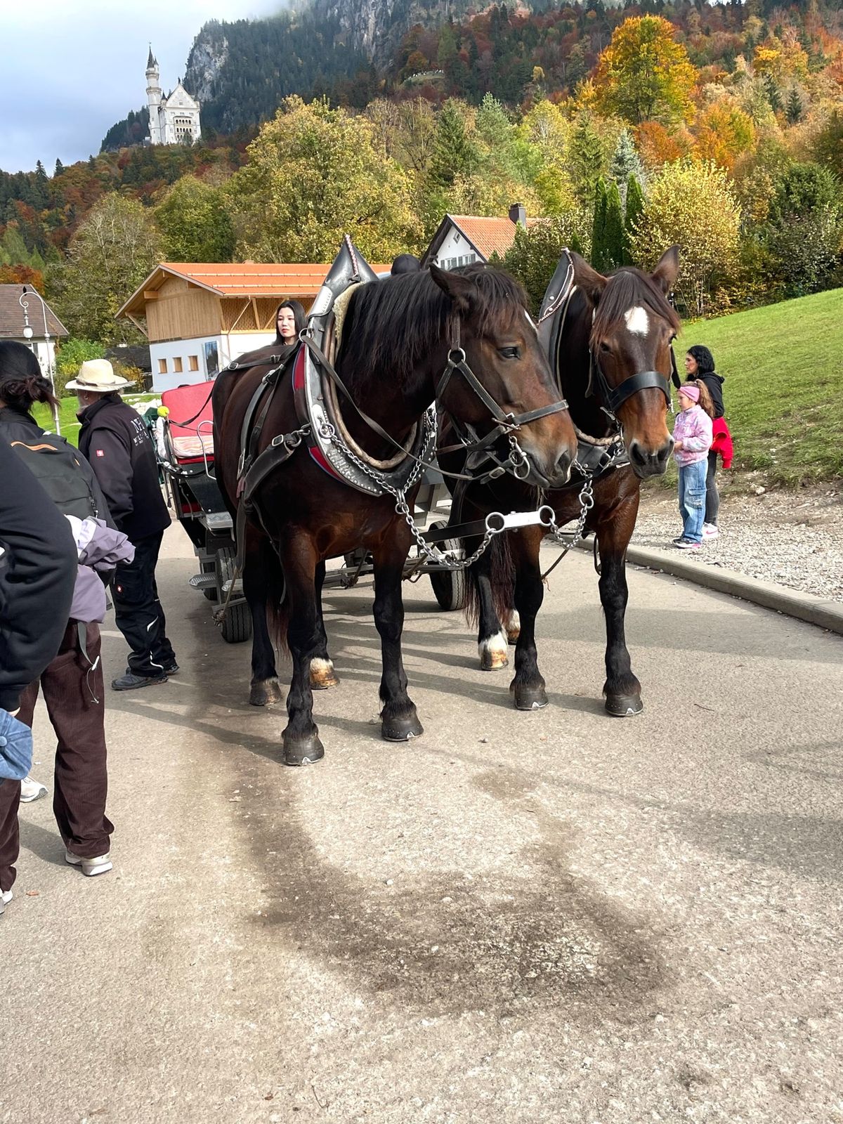 帰りは馬車🐎で坂を優雅に下りました❣️
さらば白鳥の城🦢

帰りは下り道で...