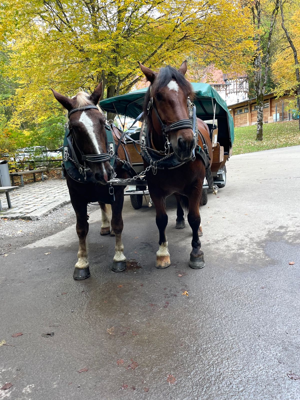 帰りは馬車🐎で坂を優雅に下りました❣️
さらば白鳥の城🦢

帰りは下り道で...
