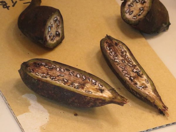 台湾「台湾🇹🇼」の写真