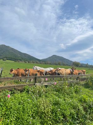 蒜山！乗馬体験もしました〜