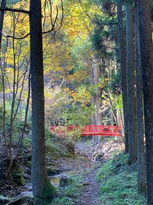 綺麗だった〜
日が沈みかけやのに急いで向かった賀茂神社も⛩️