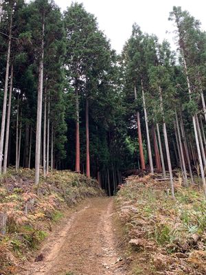 九頭神社から謎の道へ〜