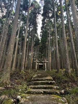 綺麗だった〜
日が沈みかけやのに急いで向かった賀茂神社も⛩️