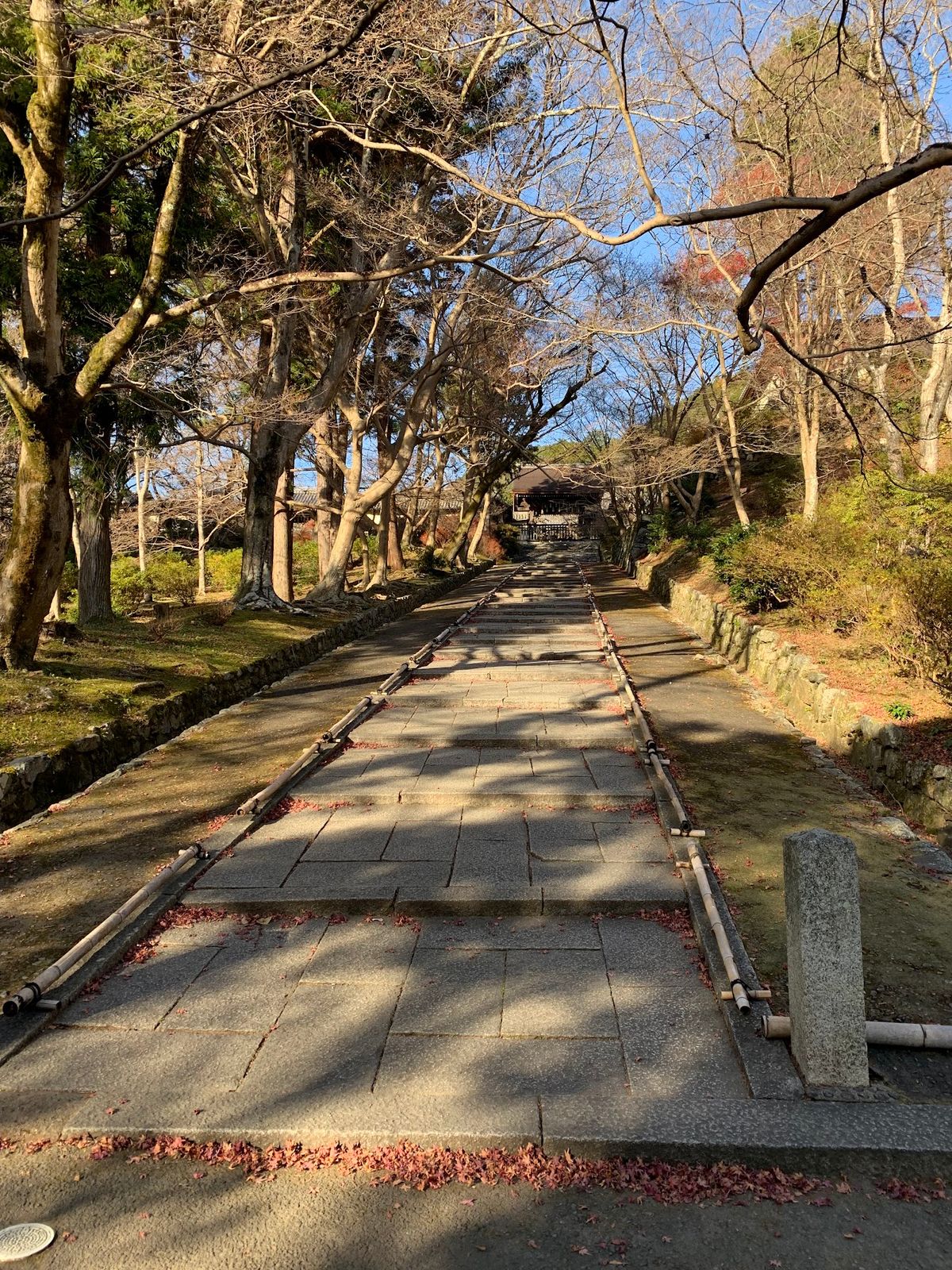 2つ目の写真、いい時期に行けば紅葉が敷き詰められた道になるはずだった……