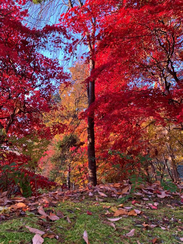 日本・岩手県「大人の休日デビュー」の写真：花巻温泉
北山田展望台
三陸鉄道