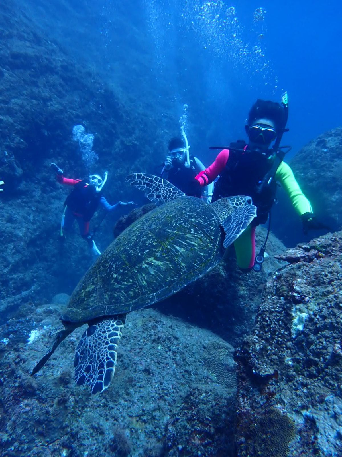 八丈島のダイビングが今までで1番潜水時間長かった🙂‍↕️
潜ってる間は感動...