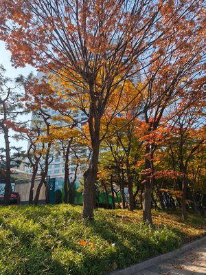 初めて秋に来た韓国。紅葉が綺麗だった🍁
日本は桜並木だけど、韓国はイチョウ...