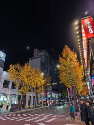 初めて秋に来た韓国。紅葉が綺麗だった🍁
日本は桜並木だけど、韓国はイチョウ...