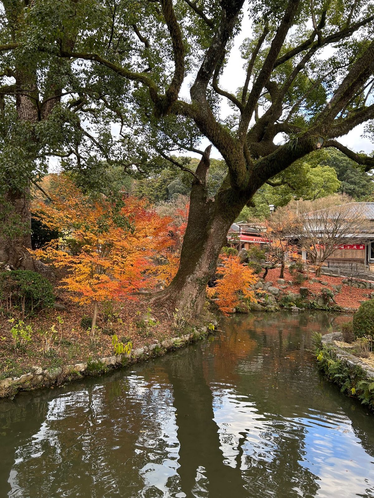 太宰府天満宮🍁