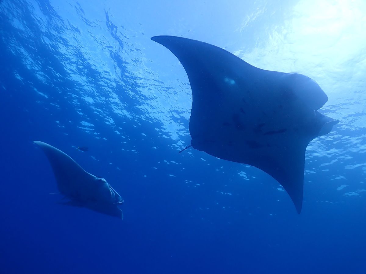ゲンキくんTシャツ皆で色違い買った
石垣島本当に海綺麗すぎるってーーーー！