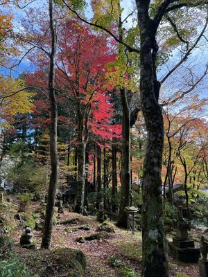 長安寺

紅葉と200体を超える信徒の像が綺麗。