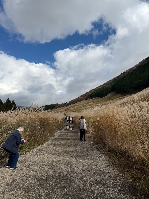 日本・箱根「急遽箱根で紅葉と温泉」の写真：仙石原すすき草原

ほんとすすきの中の道...