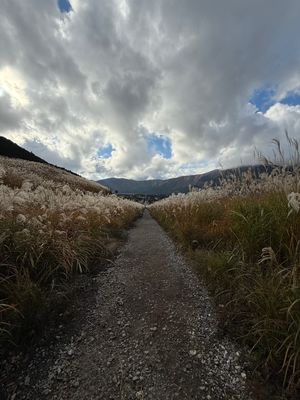 仙石原すすき草原

ほんとすすきの中の道を通るのみ！

しばらく曇り空だっ...