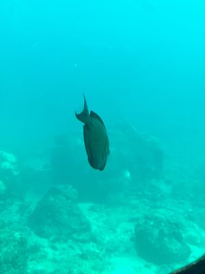 ブセナ海中公園の海中展望塔