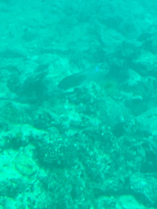 日本・沖縄県「沖縄本島旅行」の写真：ブセナ海中公園の海中展望塔