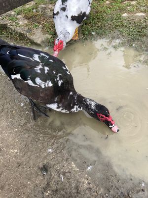 首里城③とバリケン