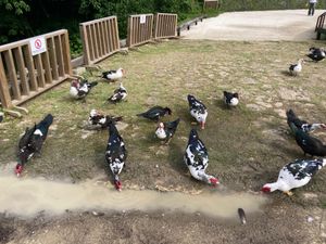 首里城③とバリケン