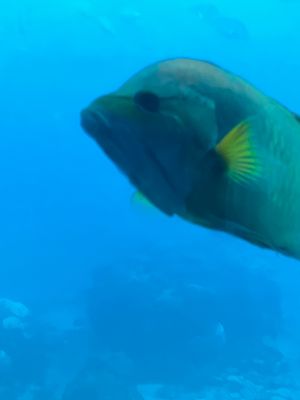 ブセナ海中公園の海中展望塔