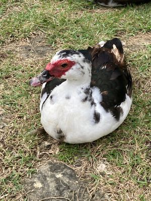 首里城③とバリケン