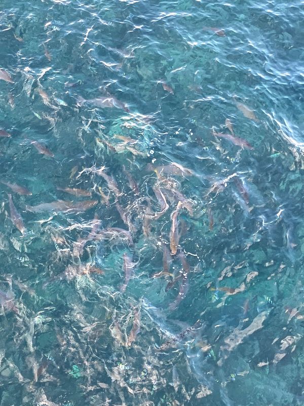 日本・沖縄県「沖縄本島旅行」の写真：海中展望塔周りに集まる魚たちなど