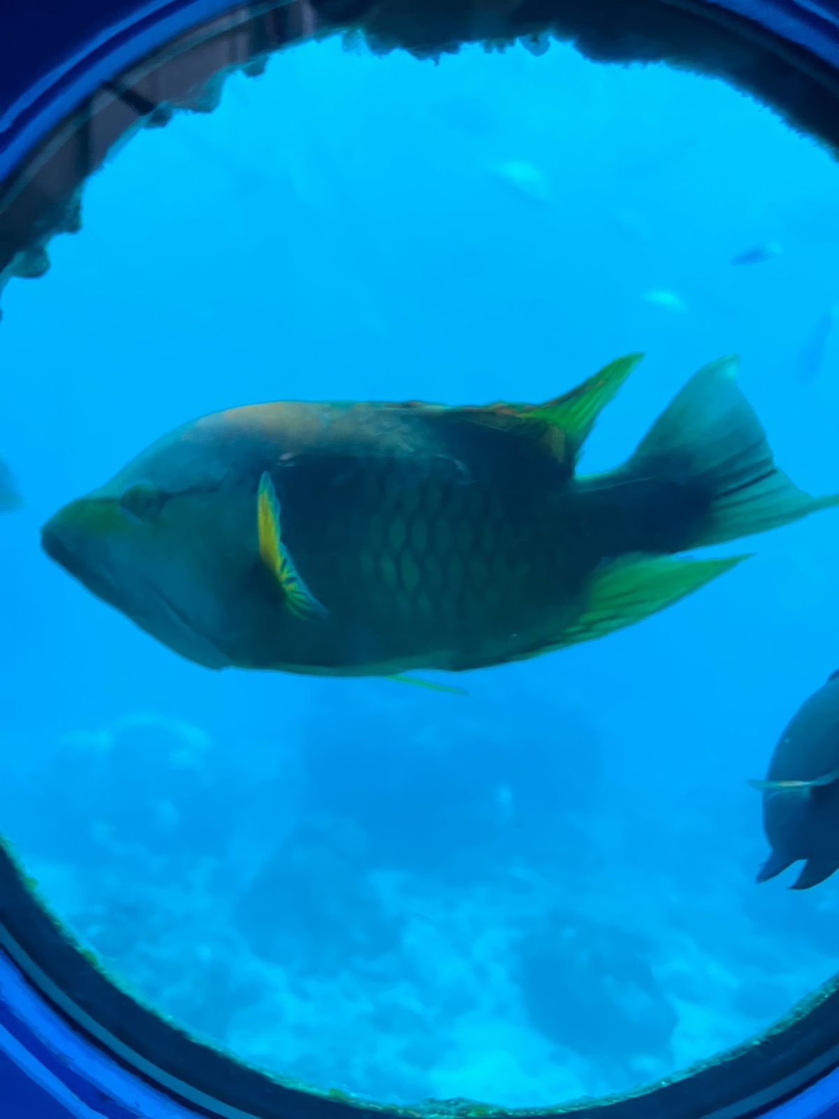 ブセナ海中公園の海中展望塔