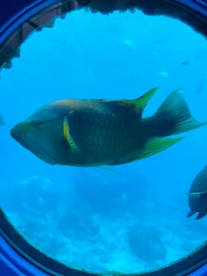 ブセナ海中公園の海中展望塔