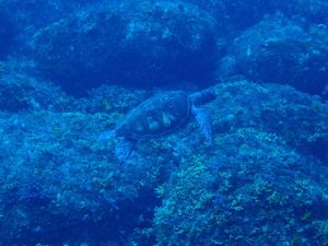 亀も見たしハンマーも見たんだよ！！海ってステキ