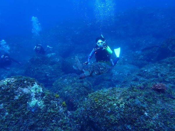 日本・東京都「Oshima, Tokyo」の写真：亀も見たしハンマーも見たんだよ！！海ってステキ