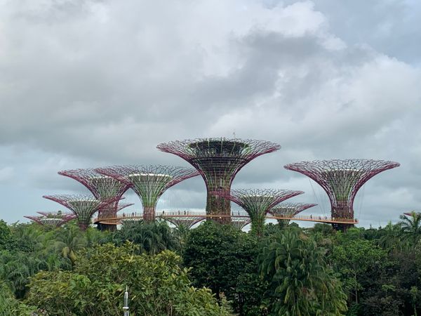 シンガポール「チリクラブ」の写真