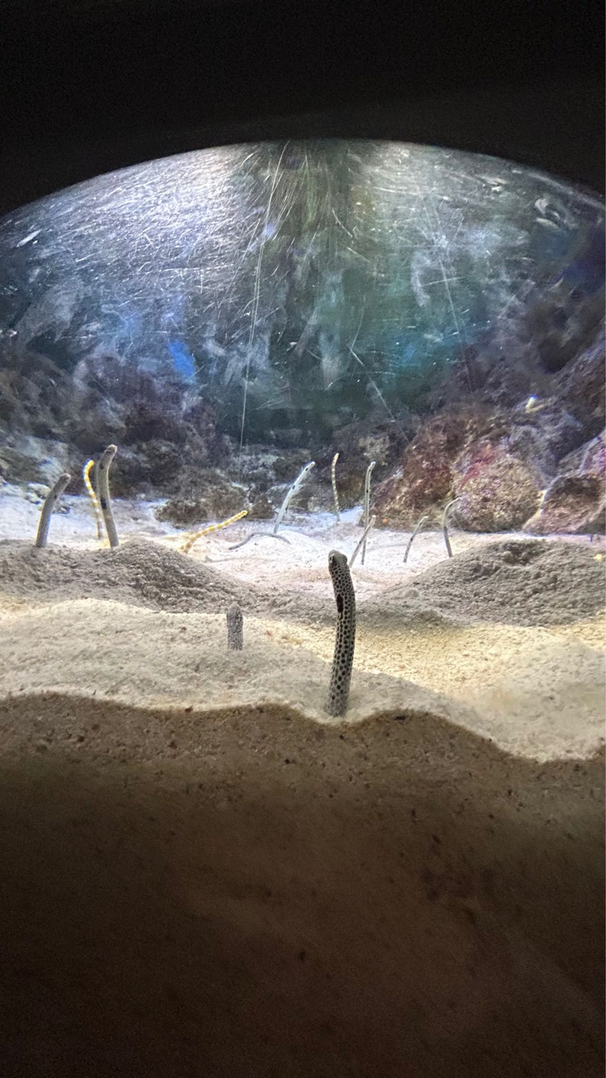 いおワールド鹿児島水族館🐬
大好きな水族館。
だいすきたチンアナゴと海月
...