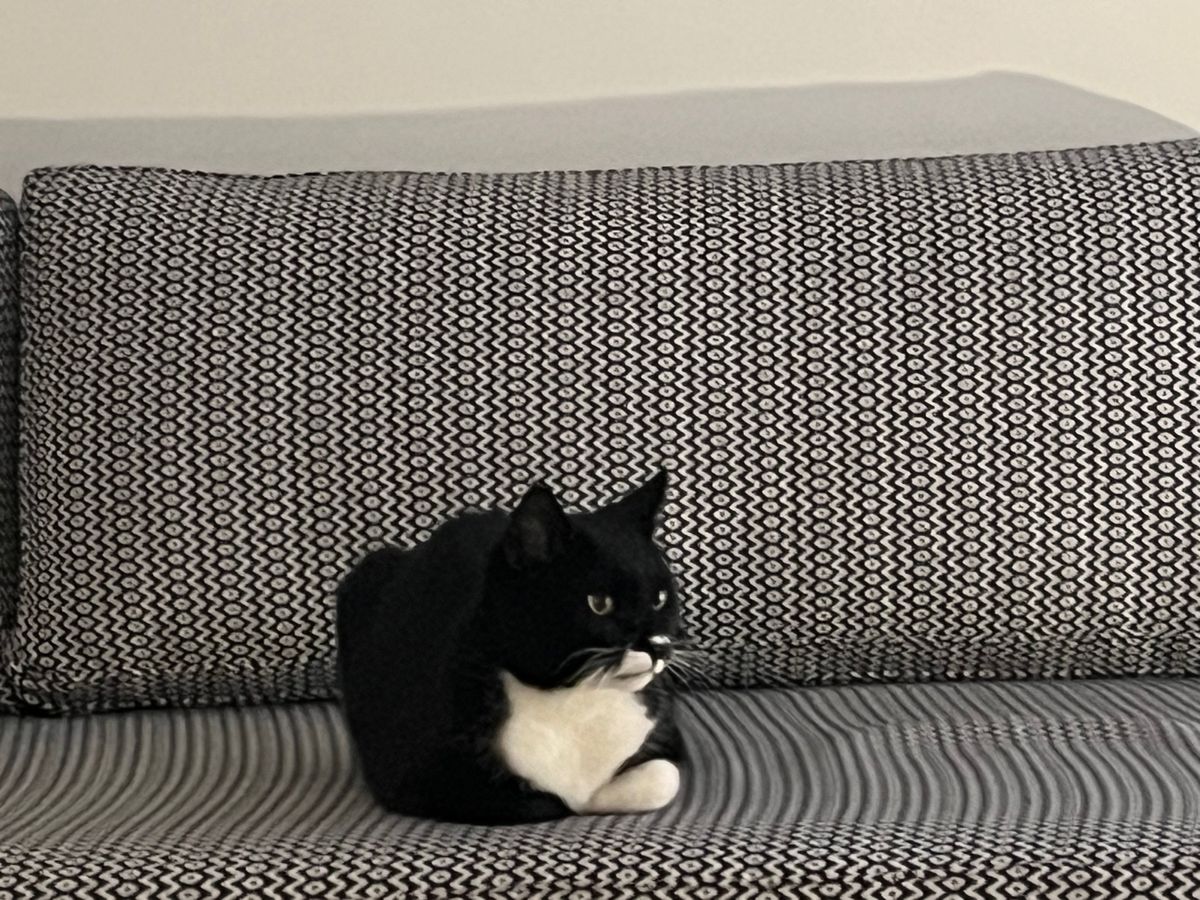 1人旅ですが、猫や犬、馬、ロバに癒されます。