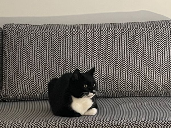 ギリシャ「サントリーニ初のロストバゲージ」の写真：1人旅ですが、猫や犬、馬、ロバに癒されます。