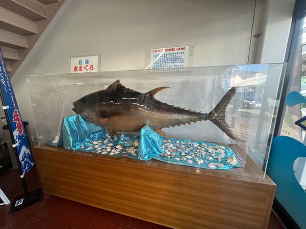 日本・静岡県「焼津さかなセンター」の写真