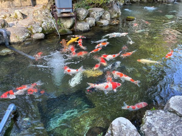 日本・山梨県「身延山　久遠寺」の写真