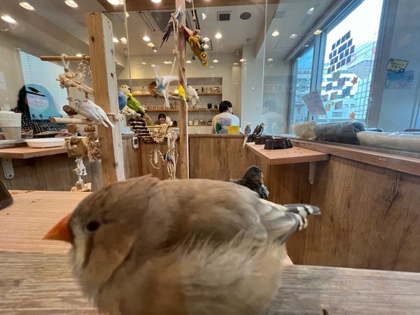 日本・大阪府「大阪旅行」の写真