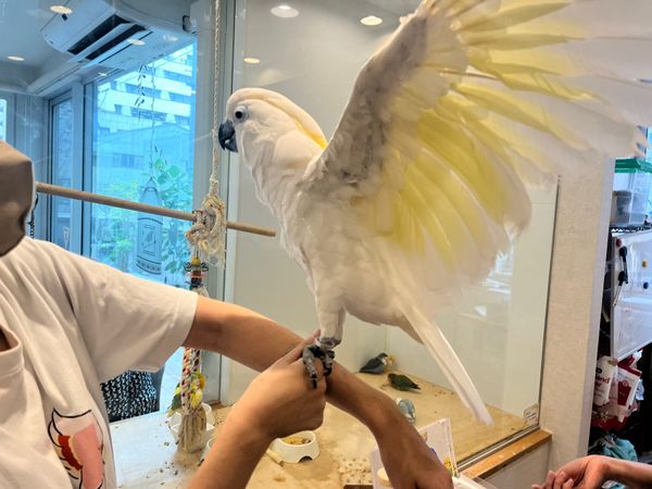 日本・大阪府「大阪旅行」の写真